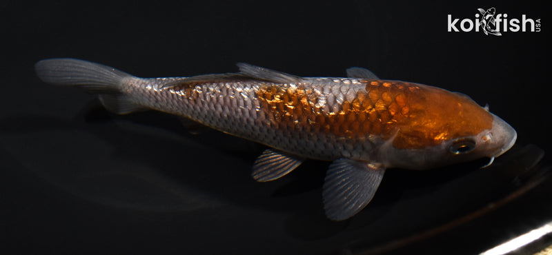 6.25" GINRIN OCHIBA SHIGURE