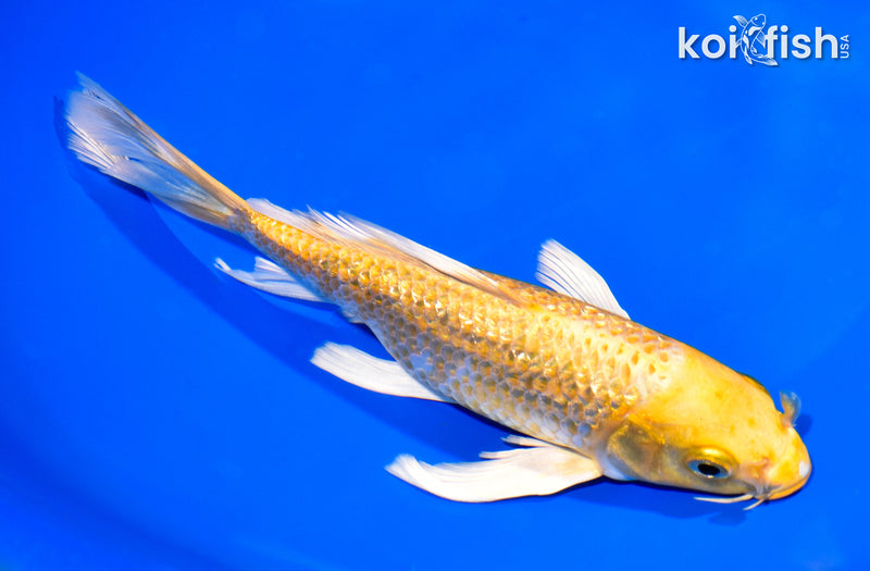 8" GINRIN YAMABUKI OGON BUTTERFLY