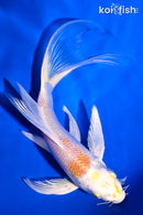 6" HARIWAKE BUTTERFLY