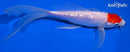 7.25" GINRIN KOHAKU BUTTERFLY