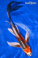 8" KUJAKU BUTTERFLY