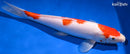 13.5" SANDAN KOHAKU