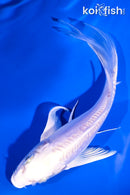 5.75" DOITSU PLATINUM OGON BUTTERFLY