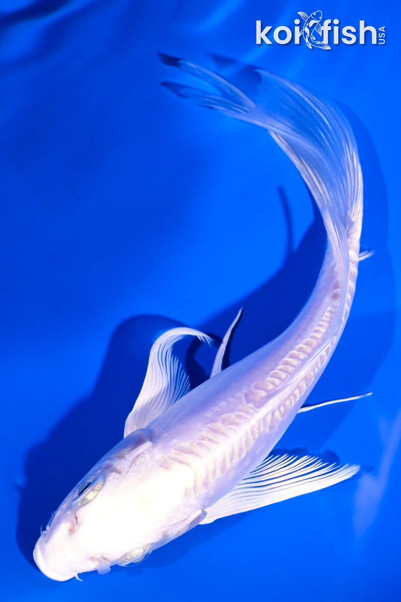 5.75" DOITSU PLATINUM OGON BUTTERFLY