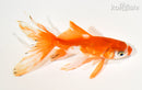 5.25" WATONAI GOLDFISH