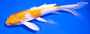 6.75" GINRIN HARIWAKE BUTTERFLY