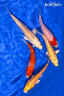 PACK OF (5) 3.75-5" STANDARD KOI