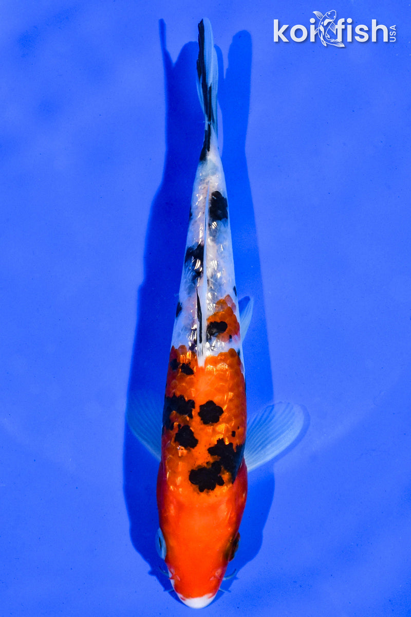 6" GINRIN SANKE