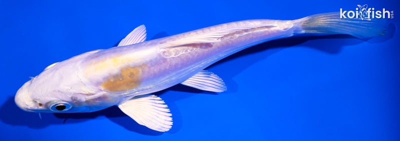 5.25" DOITSU LEMON HARIWAKE