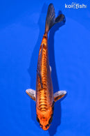 6" BENI KIKOKURYU