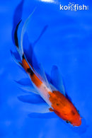 5.5" SANKE BUTTERFLY