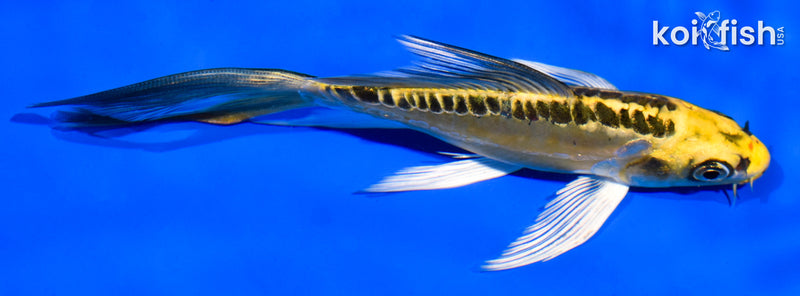 5.5" DOITSU KI MATSUBA BUTTERFLY