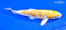 6.25" ARAGOKE LEMON HARIWAKE