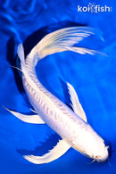 8.25" DOITSU PLATINUM OGON BUTTERFLY