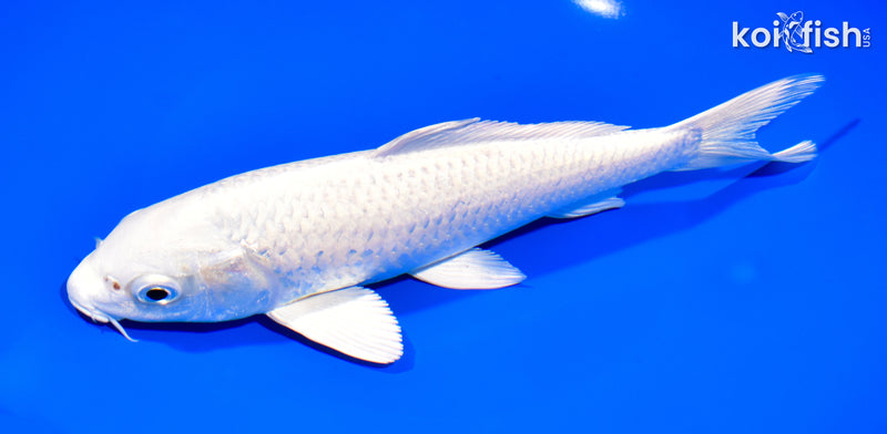 8.25" PLATINUM OGON