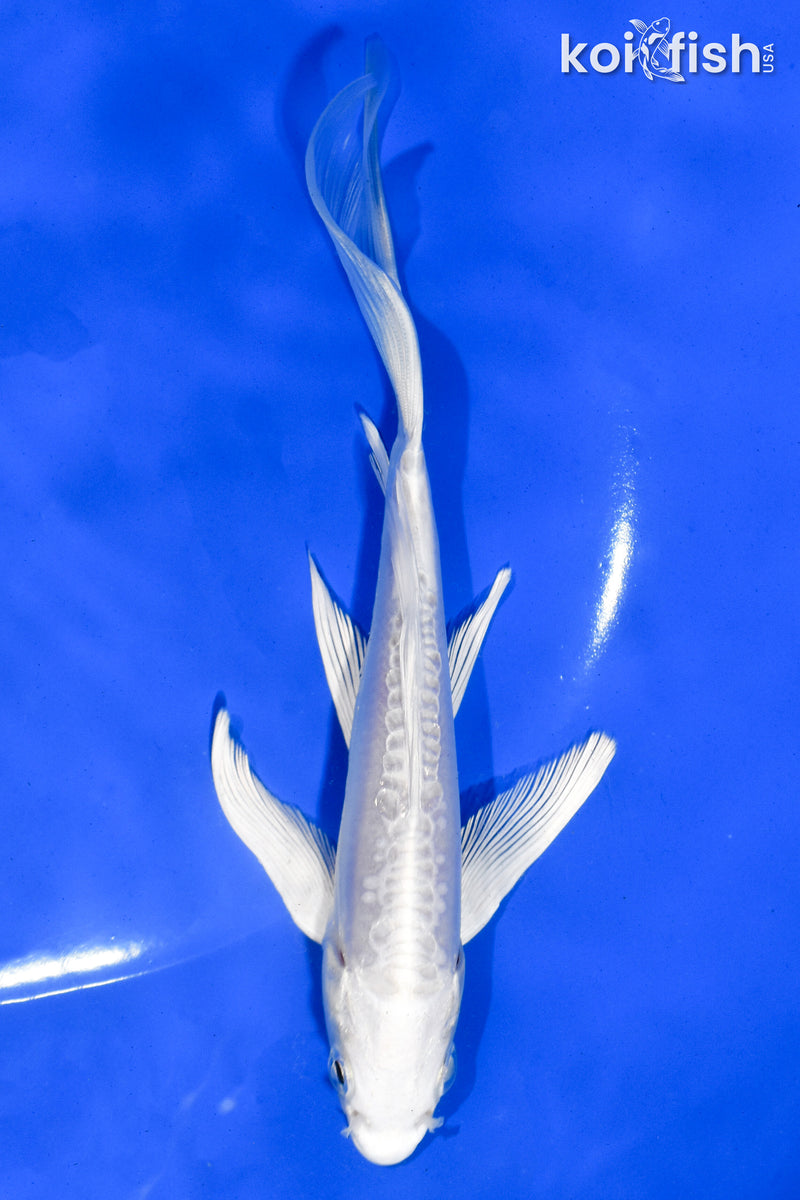 6" DOITSU PLATINUM OGON BUTTERFLY