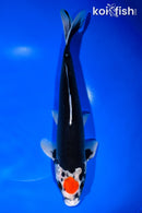 11.75" TANCHO BENI KUMONRYU