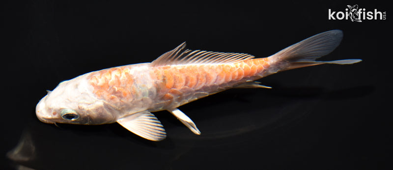 5.75" ARAGOKE HARIWAKE