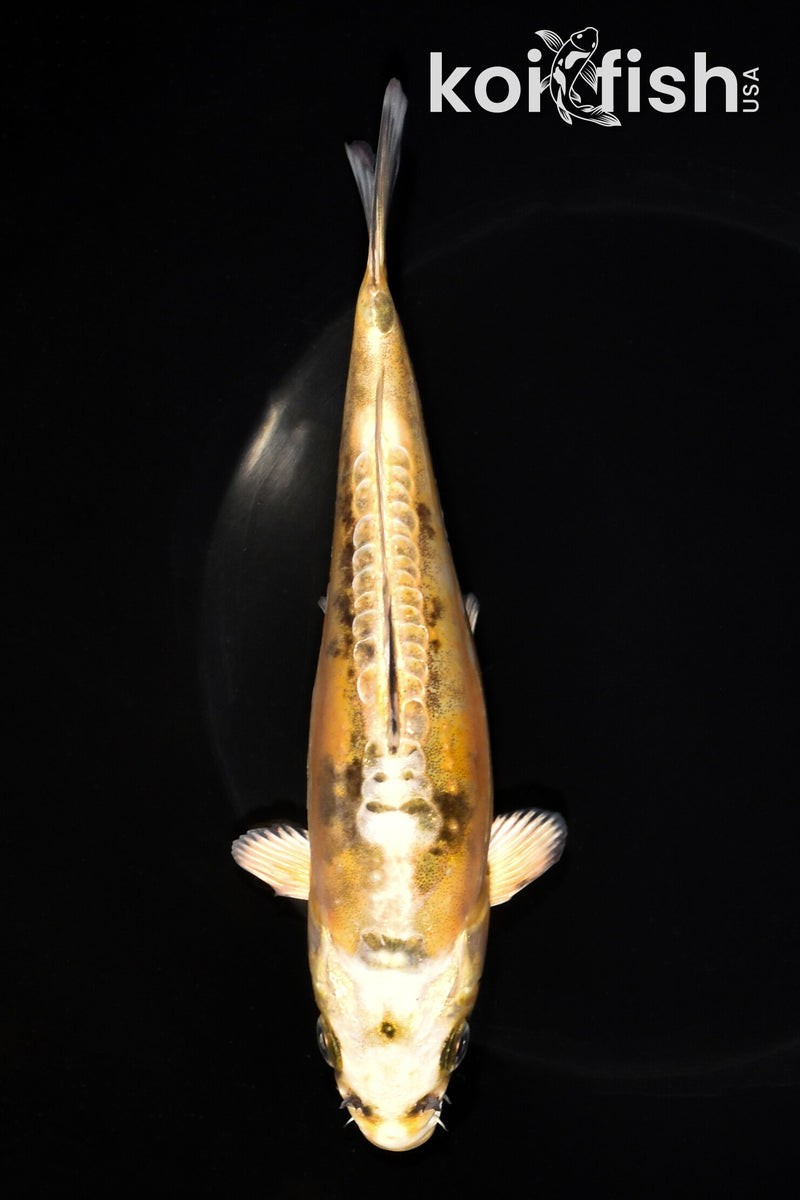 7" KIN KIKOKURYU