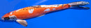 14.5" BENI KIKOKURYU