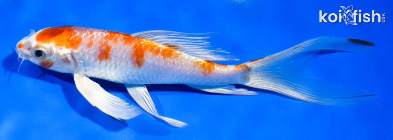 6" HARIWAKE BUTTERFLY