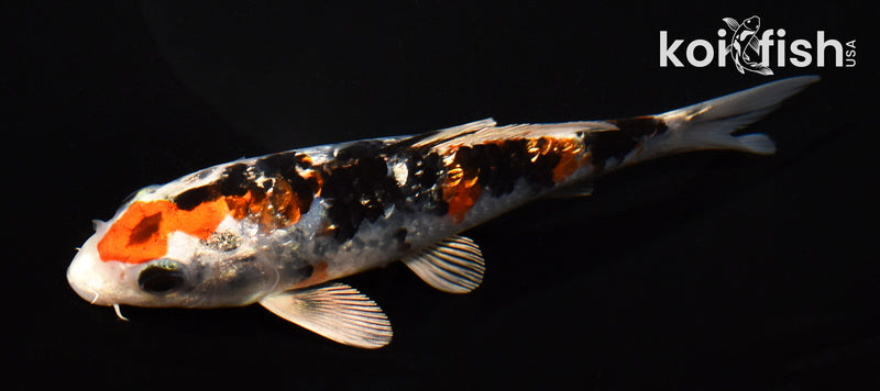 5.5" GINRIN YAMATO NISHIKI