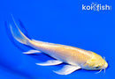 5.5" YAMABUKI OGON BUTTERFLY