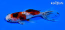 4" CALICO WAKIN GOLDFISH