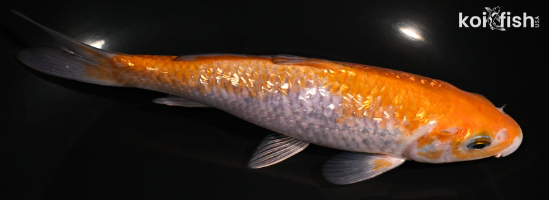 6.5" GINRIN OCHIBA SHIGURE