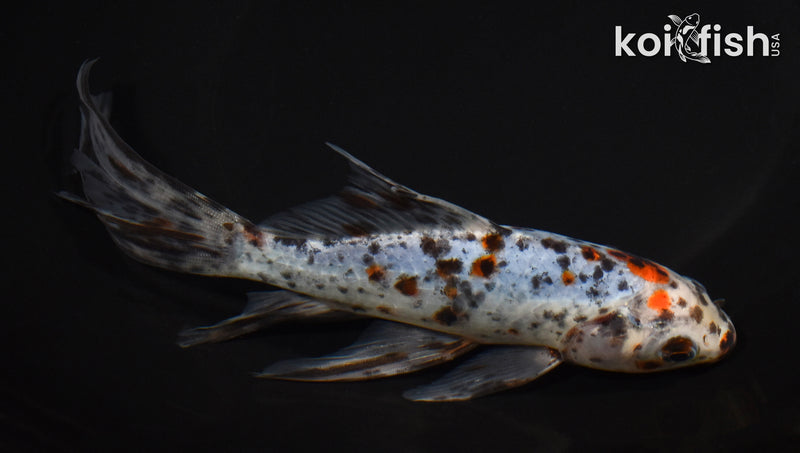 7.75" SHUBUNKIN GOLDFISH