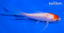 4" GINRIN KOHAKU BUTTERFLY
