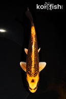 6.75" GINRIN ORENJI MATSUBA