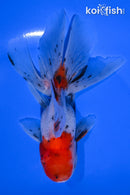 5" CALICO ORANDA GOLDFISH