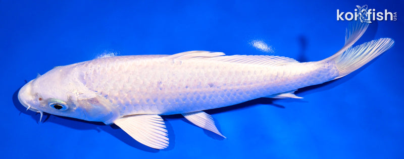 9.25" PLATINUM OGON