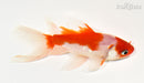 5.5" WATONAI GOLDFISH