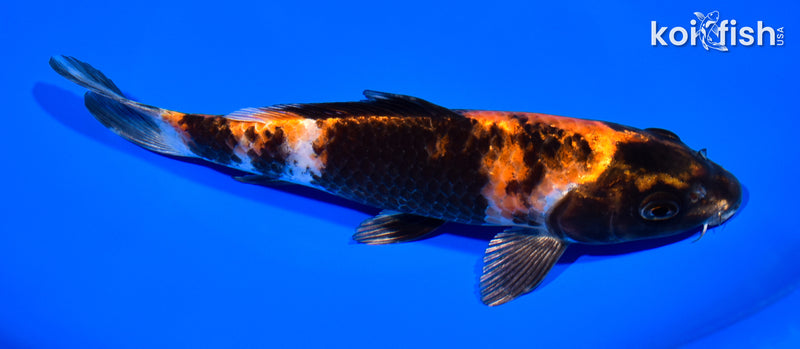 7.75" KIN HI SHOWA
