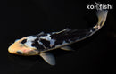 6.75" SHIRO BEKKO