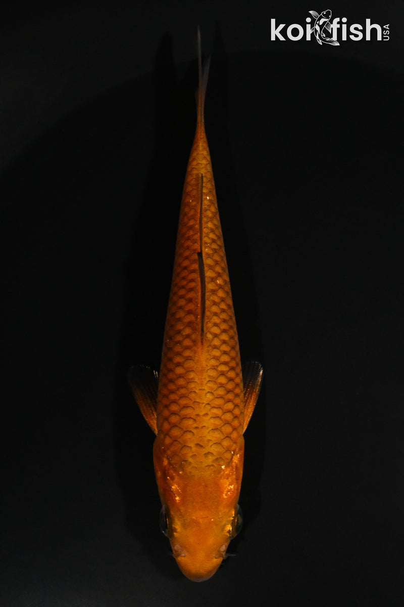 4.5" CHAGOI