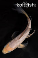 6.75" SORAGOI BUTTERFLY