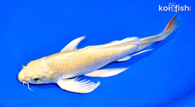 8" YAMABUKI OGON BUTTERFLY