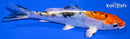 5.25" HEISEI NISHIKI