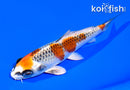 5.5" KUJAKU