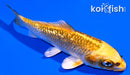 5.25" GINRIN KUJAKU