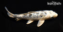 5.75" GINRIN GIN SHIRO BEKKO