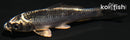 4" GIN MATSUBA