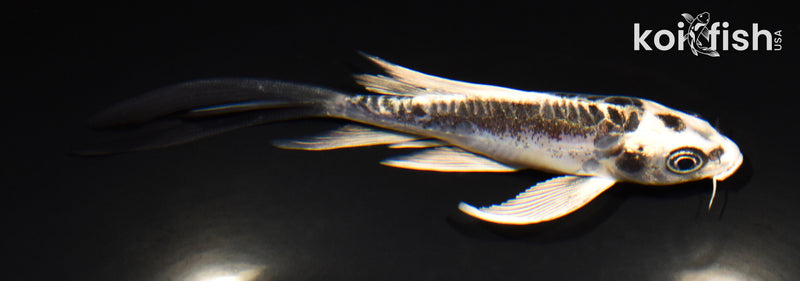 5.25" KIKOKURYU BUTTERFLY