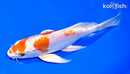 7.75" KIKUSUI BUTTERFLY