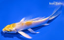 4.75" LEMON HARIWAKE BUTTERFLY