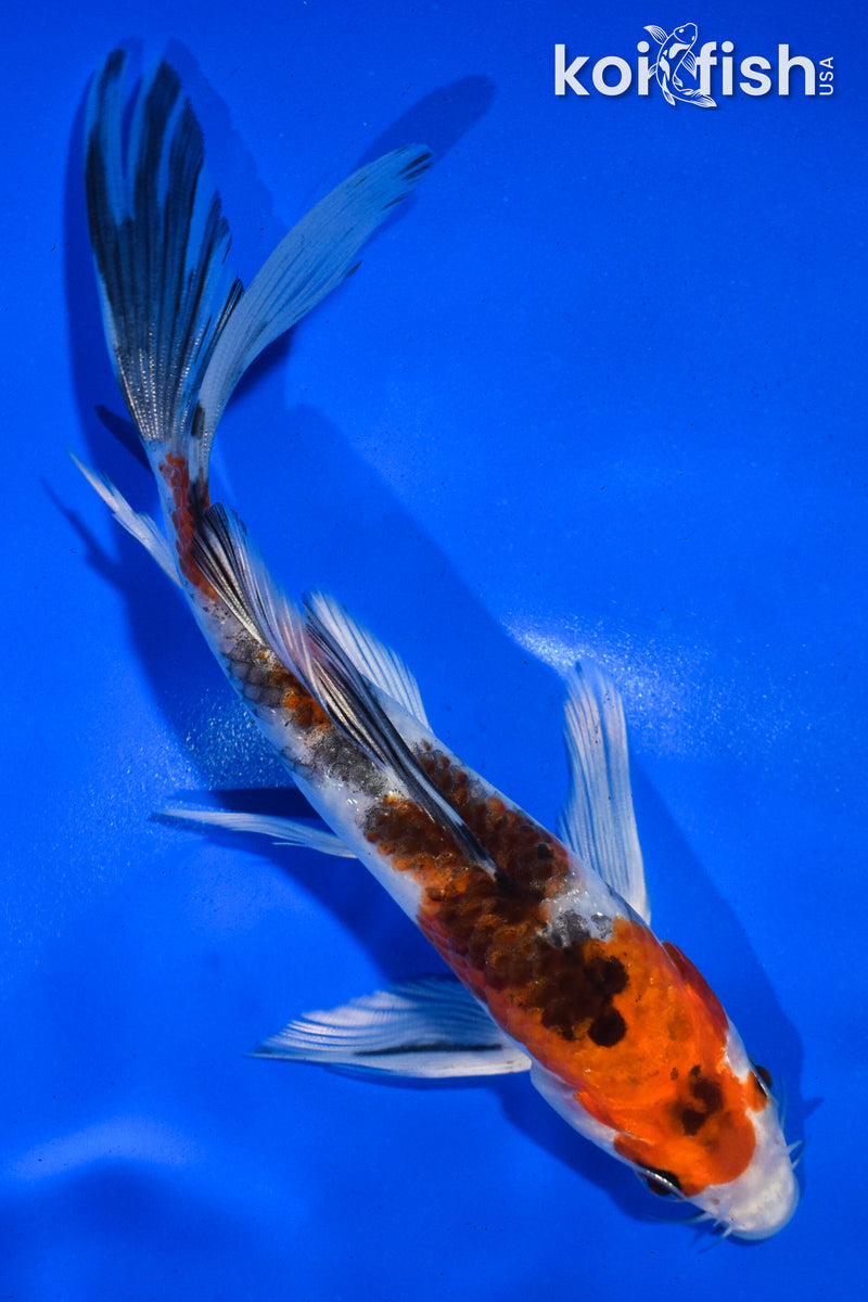 5.5" YAMATO NISHIKI BUTTERFLY