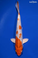 9.75" HARIWAKE